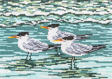 Royal Terns