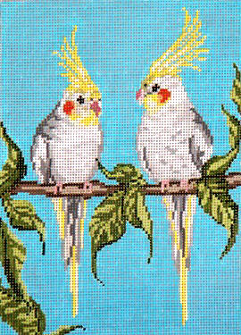 Bird Boys Cockatiels