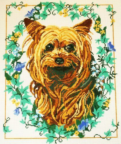 Yorkie