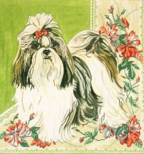 Shih Tzu