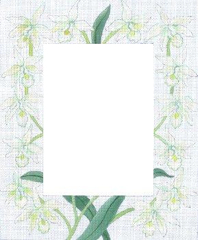 White Orchids Frame