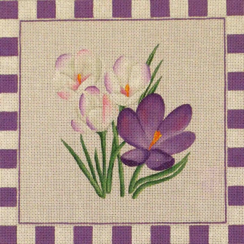 Lavender Crocus