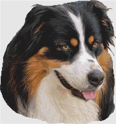 Australian Shepherd - Portrait (Tri)