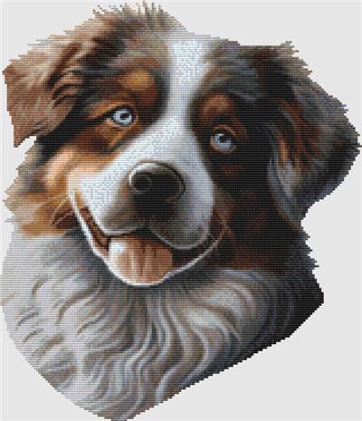 Australian Shepherd - Portrait  