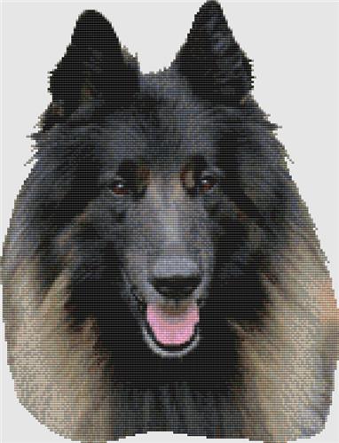 Belgian Tervuren - Smile
