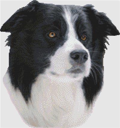 Border Collie - Profile