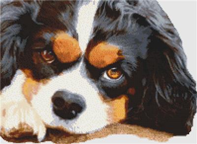Cavalier Spaniel - Resting (Tri)