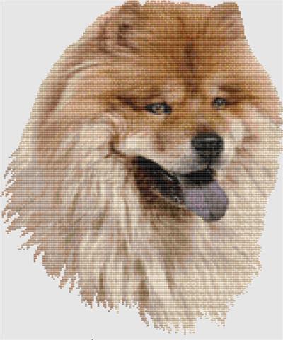 Chow Chow - Portrait