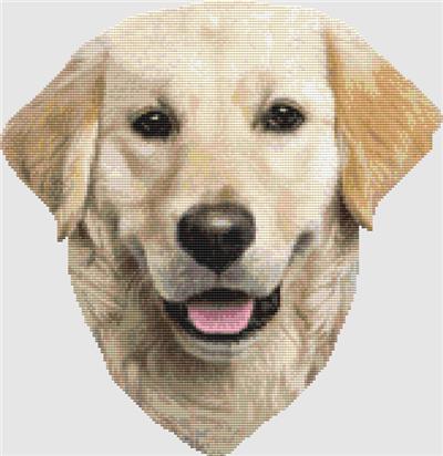Golden Retriever - Portrait 