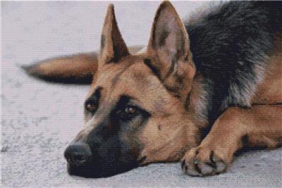 German Shepherd - Resting