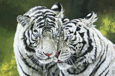 Close Companions/Mini - Stephen Gayford