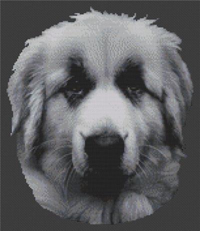 Great Pyrenees 2