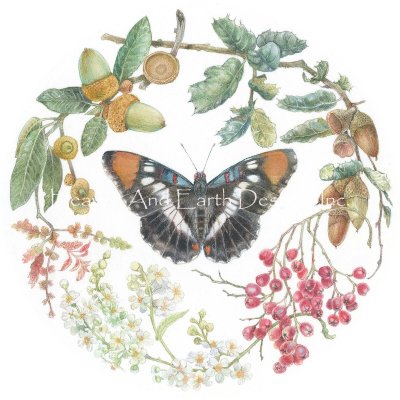 California Sister Butterfly - Stephanie Pui Mun Law