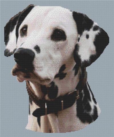 Dalmation 4