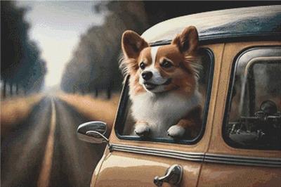 Going for a Ride - Pomeranian