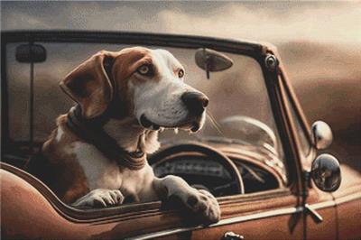 Going for a Ride - Treeing Walker Coonhound