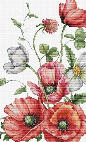 Field Poppies