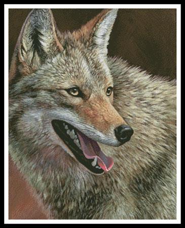 Coyote Profile