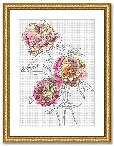Peonies 