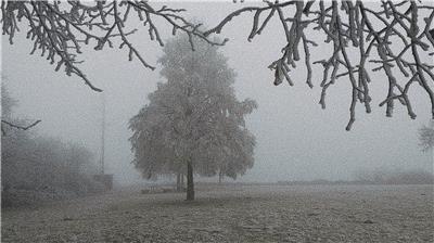 Morning Frost