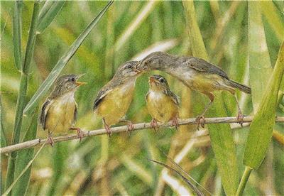 Feeding Birds