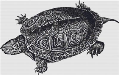 Sea Turtle