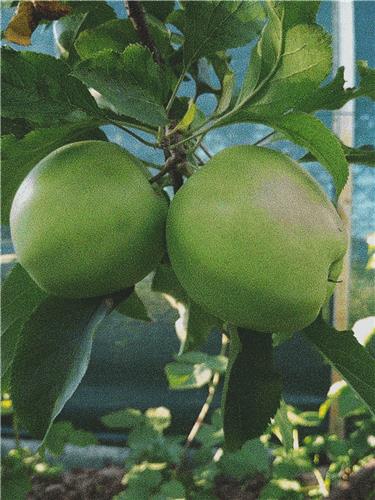 Green Apples