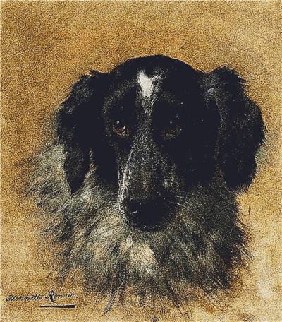 Portrait of a Cocker Spaniel