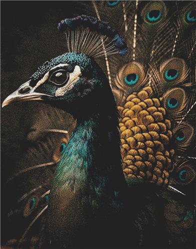 Beautiful Peacock with Colourful Feathers