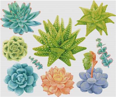 Set of Succulents