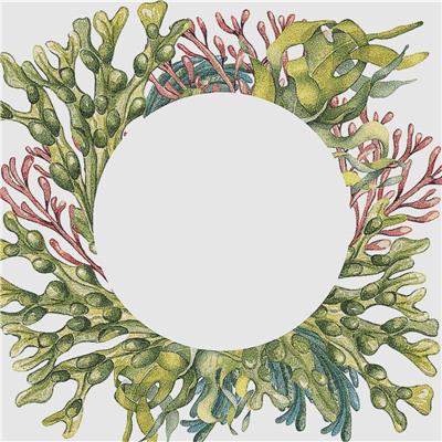 Frame of Green Sea Plants