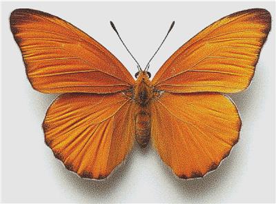 Julia Butterfly
