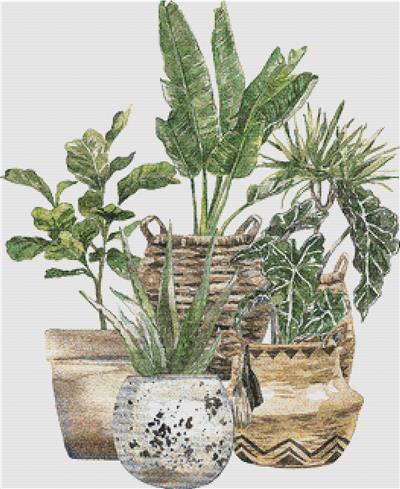Group of Houseplants