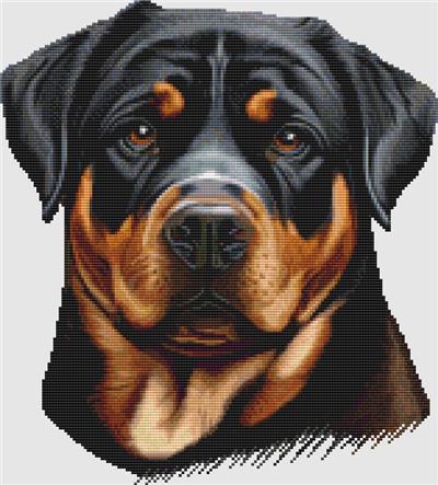 Rottweiler - Portrait