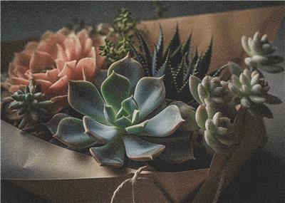 Succulents in a Box