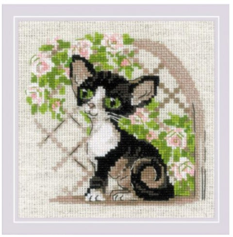Cornish Rex Kitten