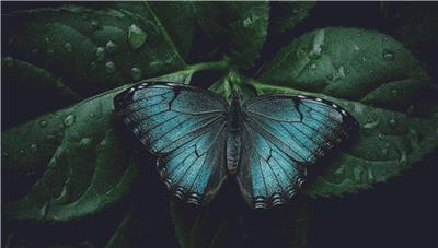 Vibrant Butterfly