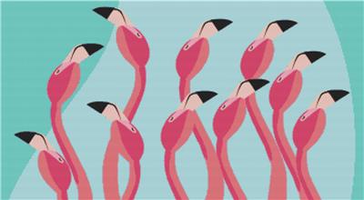 Flamboyance of Flamingos