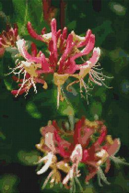 Honeysuckle