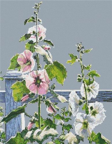 Hollyhocks