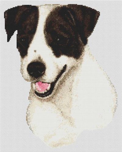 Jack Russell - Black & White