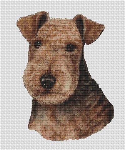 Lakeland Terrier - Black & Tan