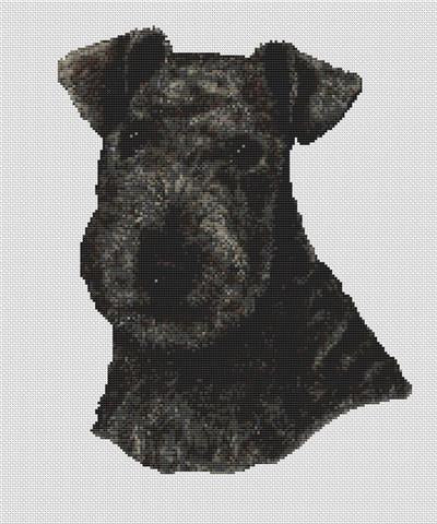 Lakeland Terrier - Black