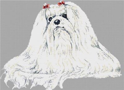 Maltese
