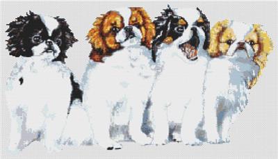 Japanese Chin Puppies