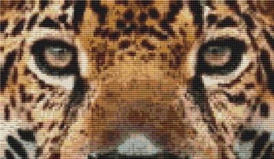 Jaguar Eyes