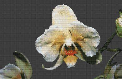 Orchid