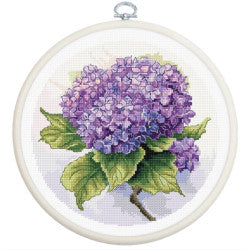 Hydrangea 