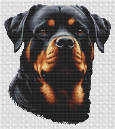 Rottweiler 2