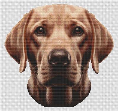 Fox Red Labrador Retriever